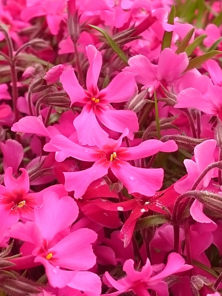 Pink Flash