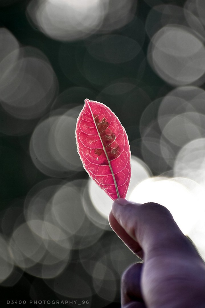 pink nature
