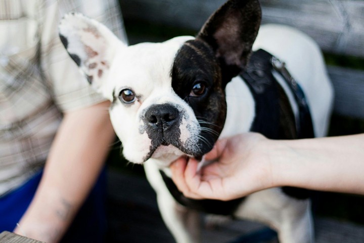French Bulldog
