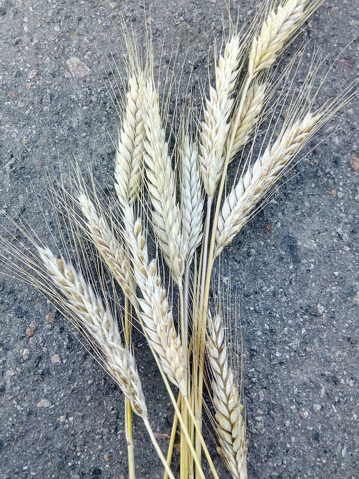 wheat