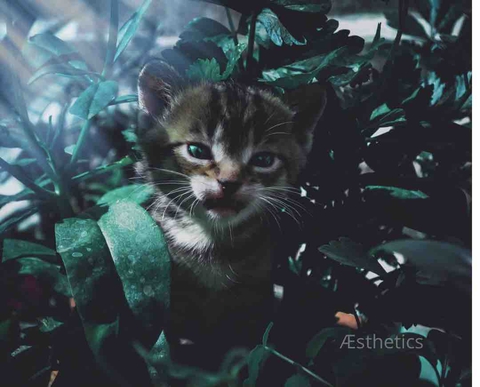 cat kittens cats leave plant