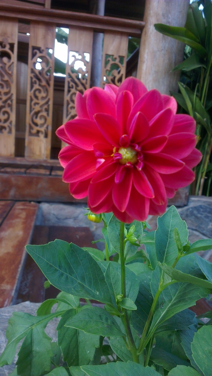lion flowers