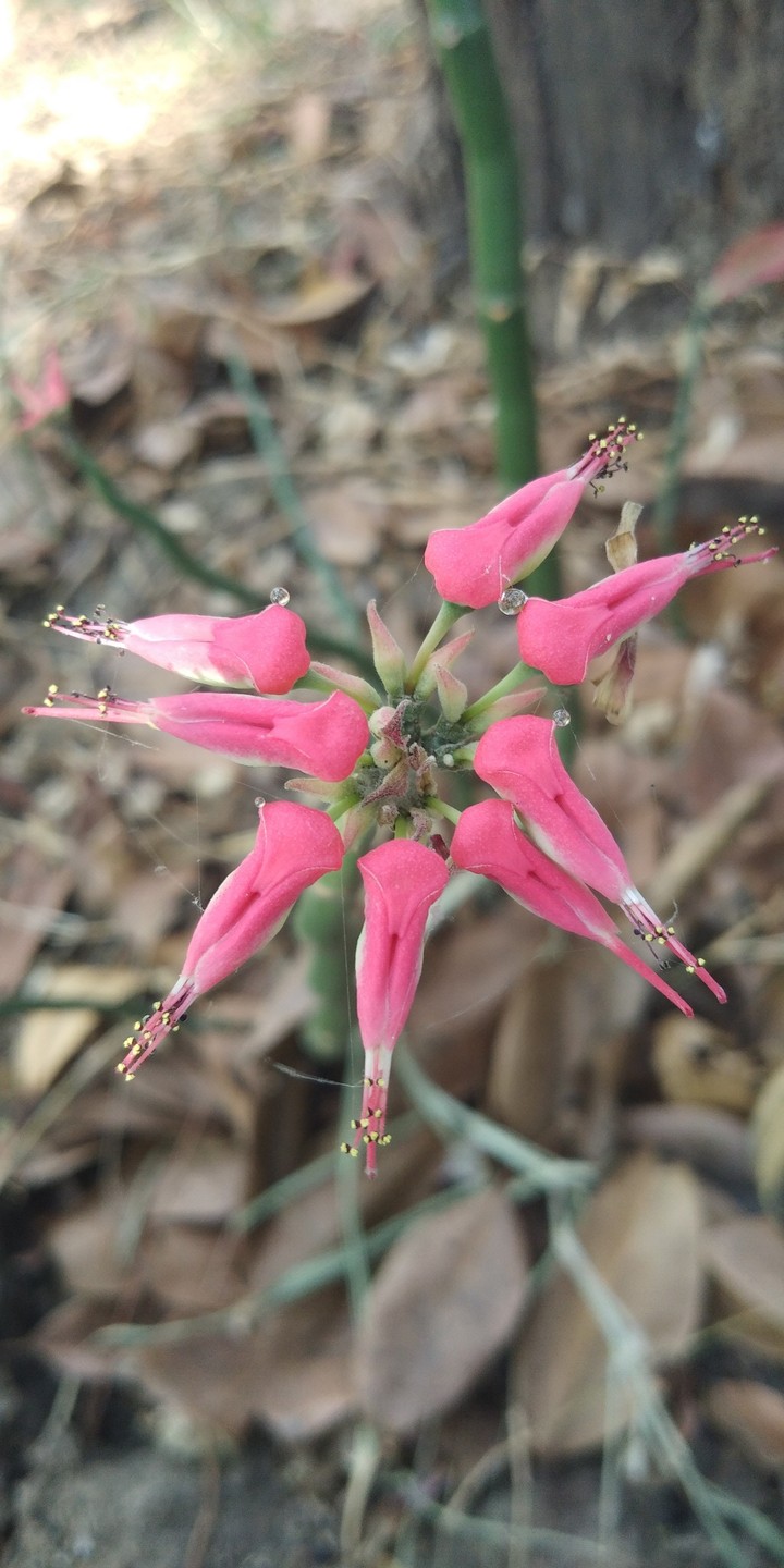 Parrot flowers
