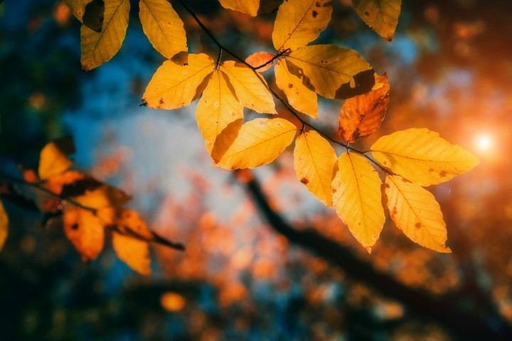 autumn leaves