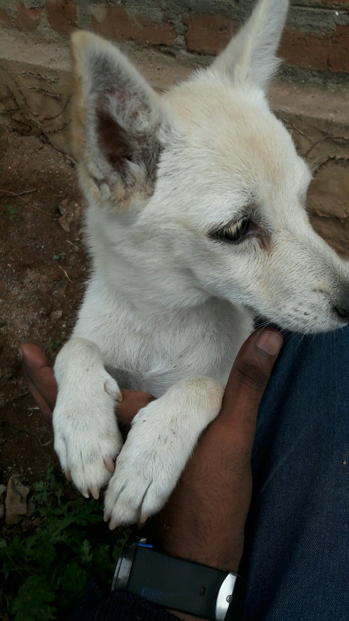 DOG