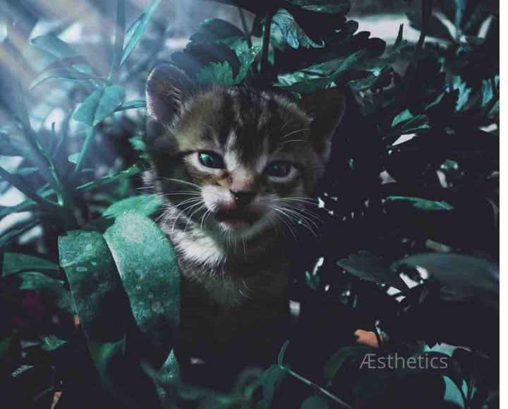 cat kittens cats leave plant