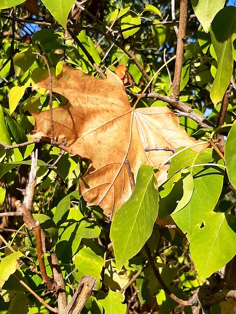 Leaf, Branch, Twig