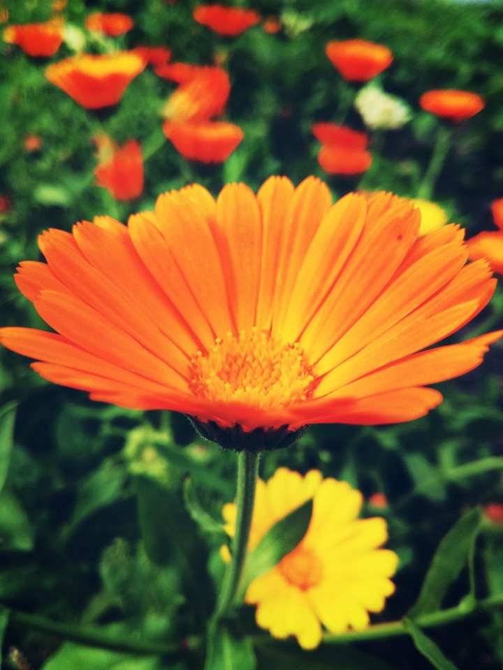 Orange
