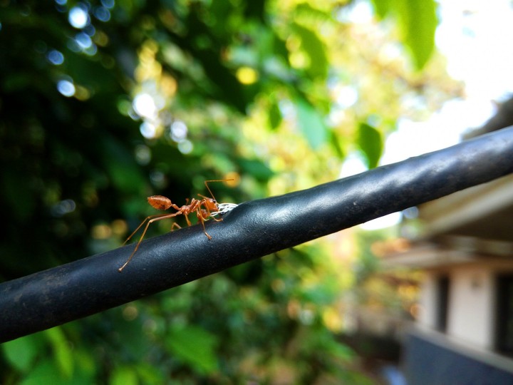 ant
