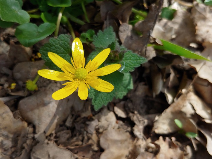 yellow