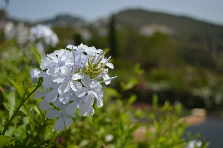 white blossom