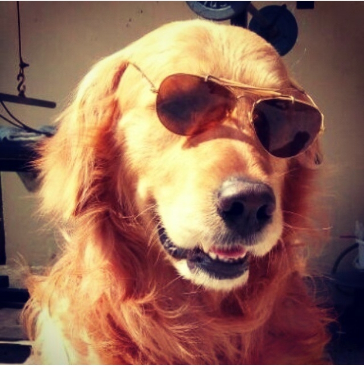 love dog