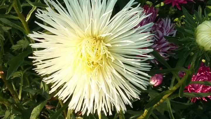 flower