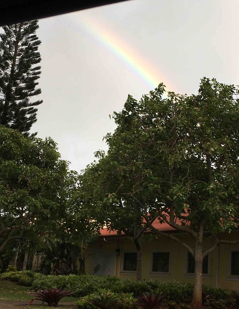 vegetation, rainbow壁紙