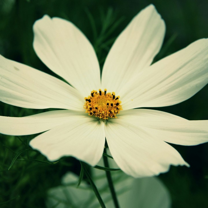 big daisy