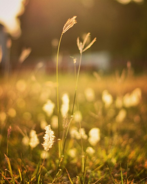 nature beauty