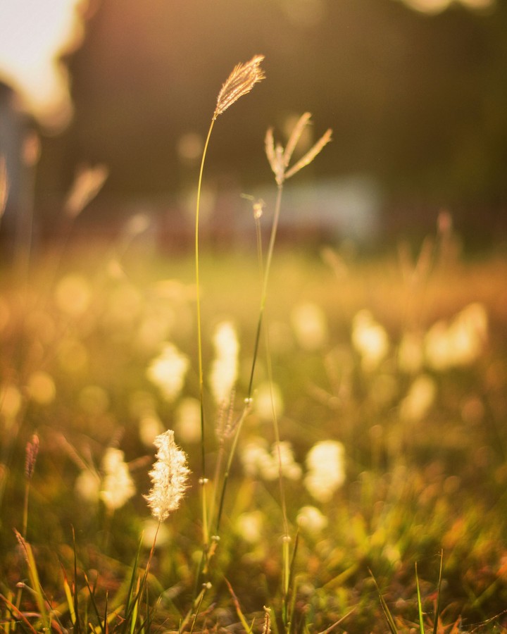 nature beauty