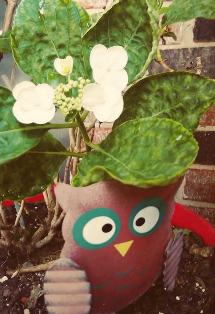 Owl Plant