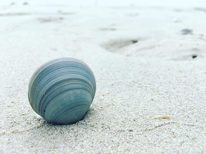Shell joy