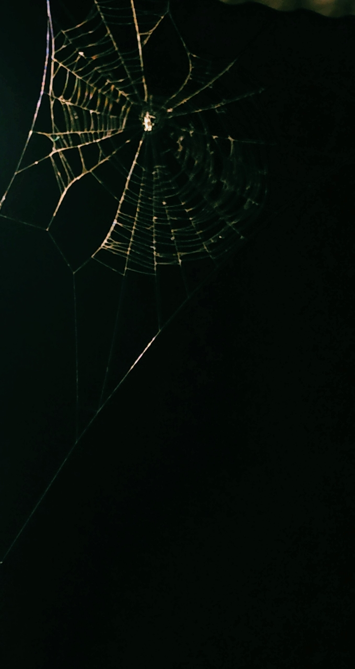 spider web