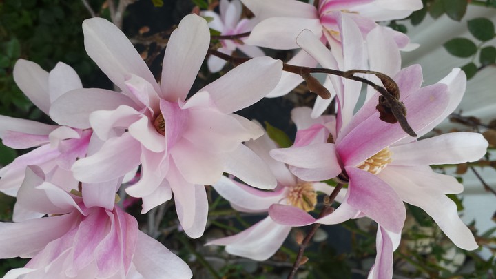 My Magnolia