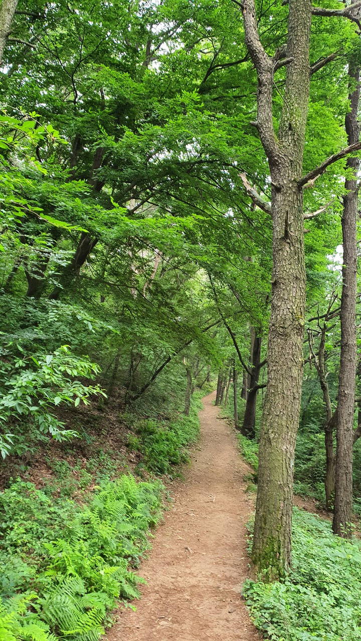 숲(forest)