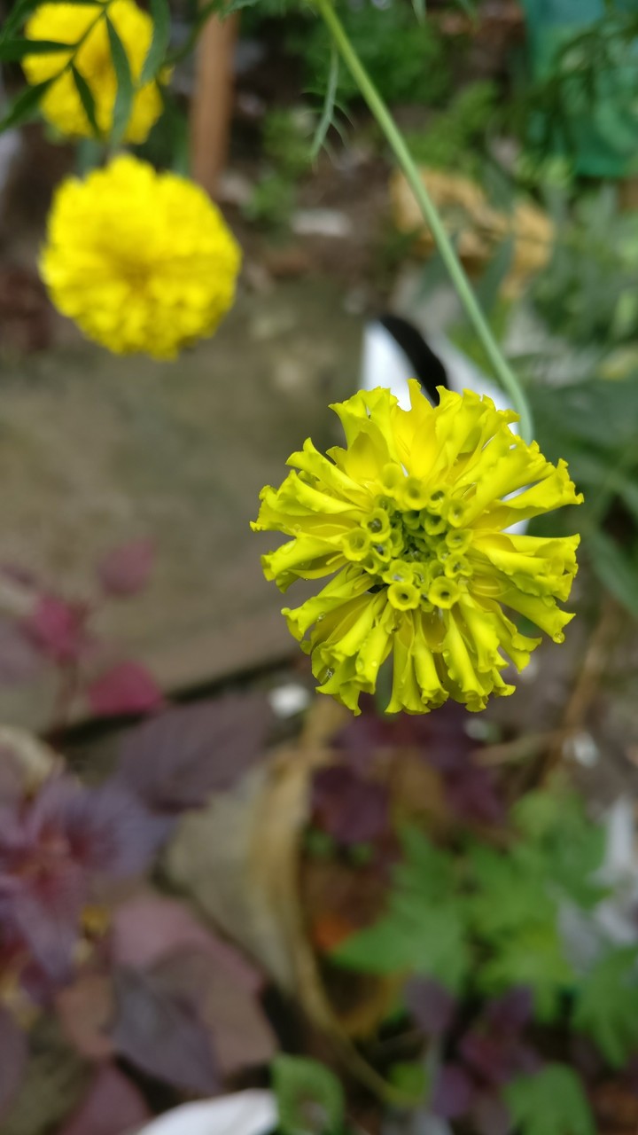 yellow beauty