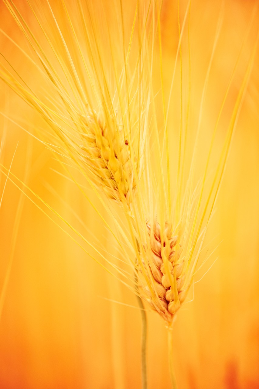 Ripen Rice