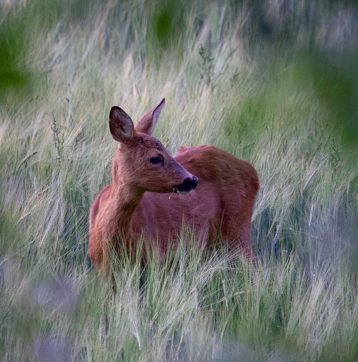 doe