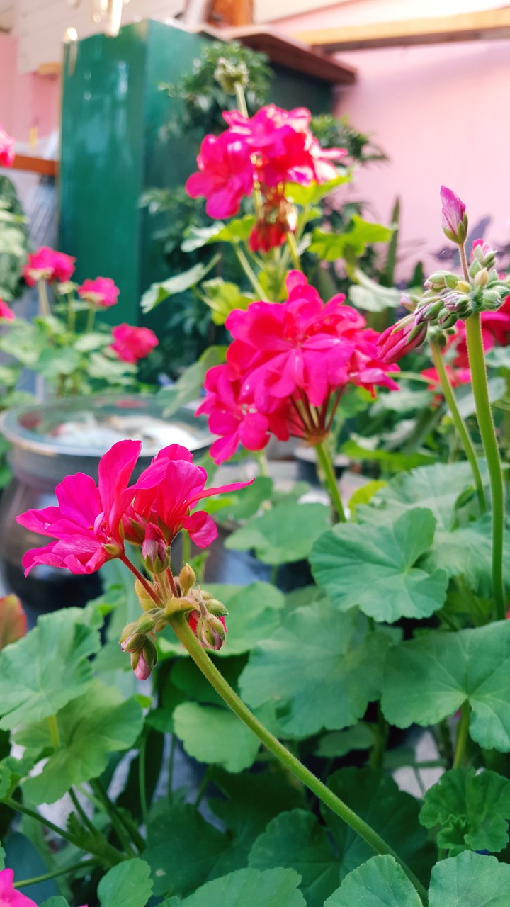 flower