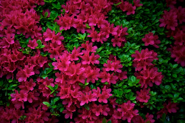 Beautiful flowers