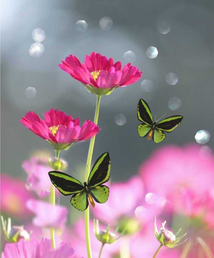 beauty...