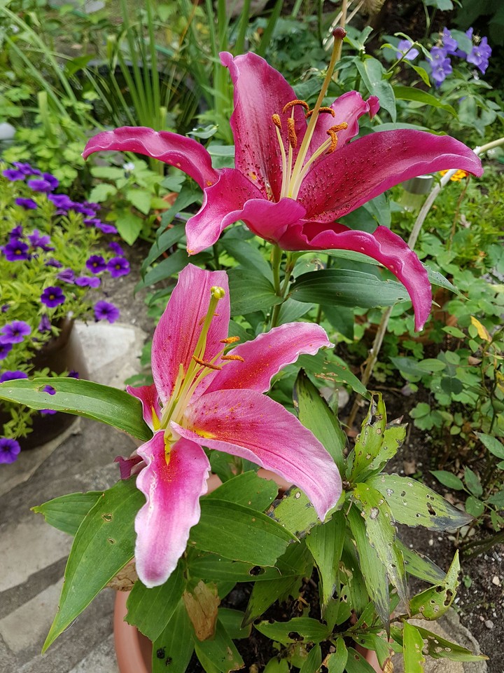 Mom's Garden