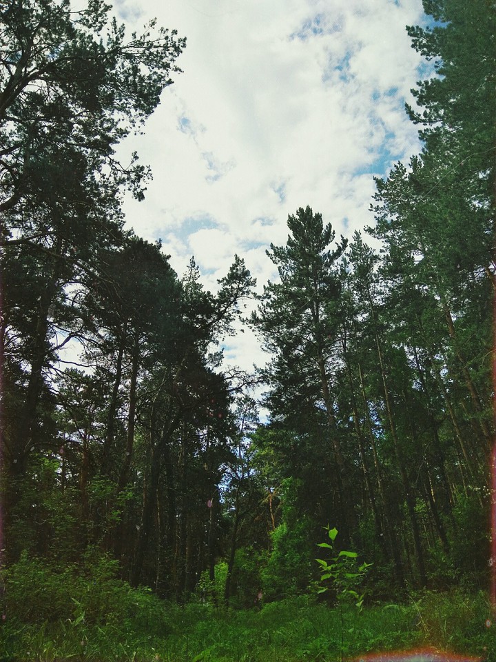 Лес