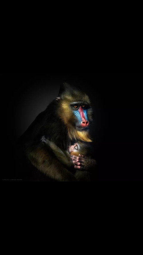 mandrill, primate वॉलपेपर