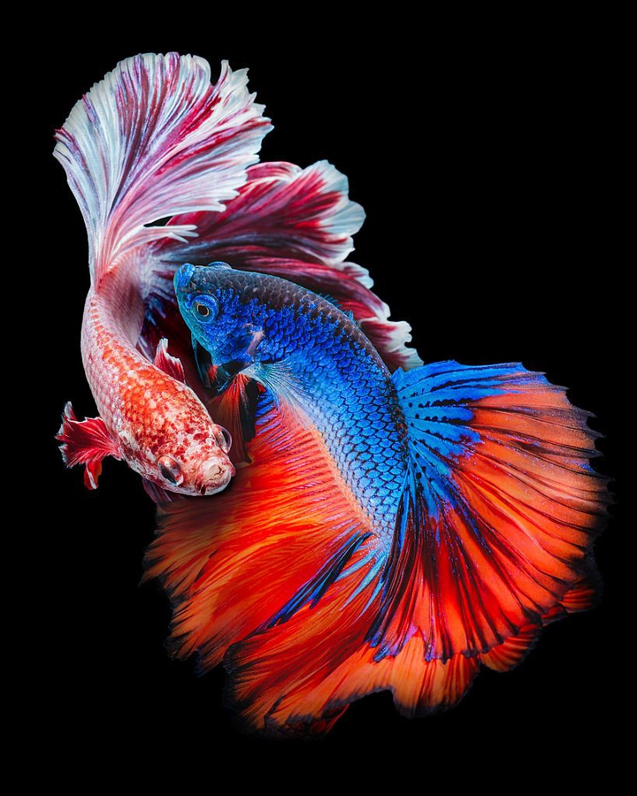Peces Betta