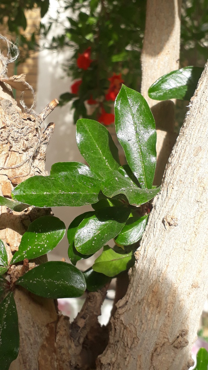 leaves