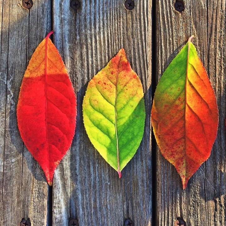 Leaf