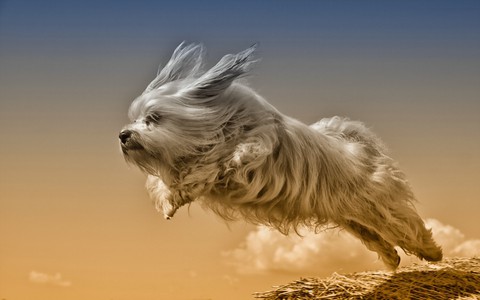 Adorable puppy...