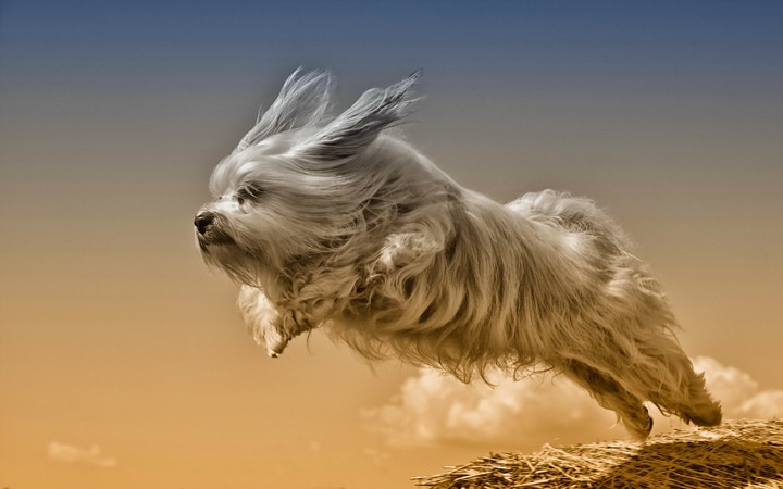 Adorable puppy...