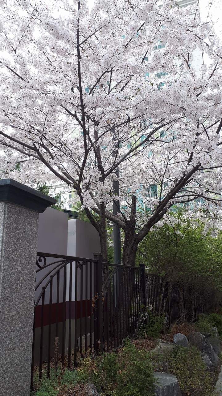벚나무 오리지날