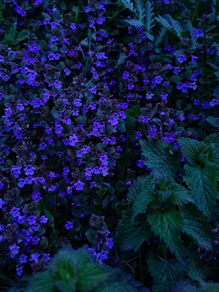 Flowers☂️