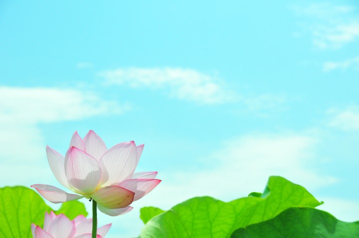 파란 하늘 아래 연꽃