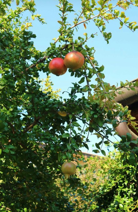 tapety fruit, plant