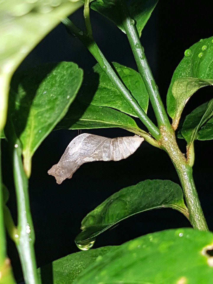 The Cocoon