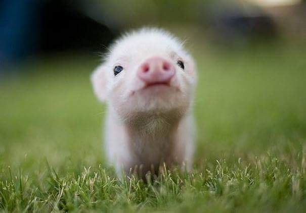 little piggy