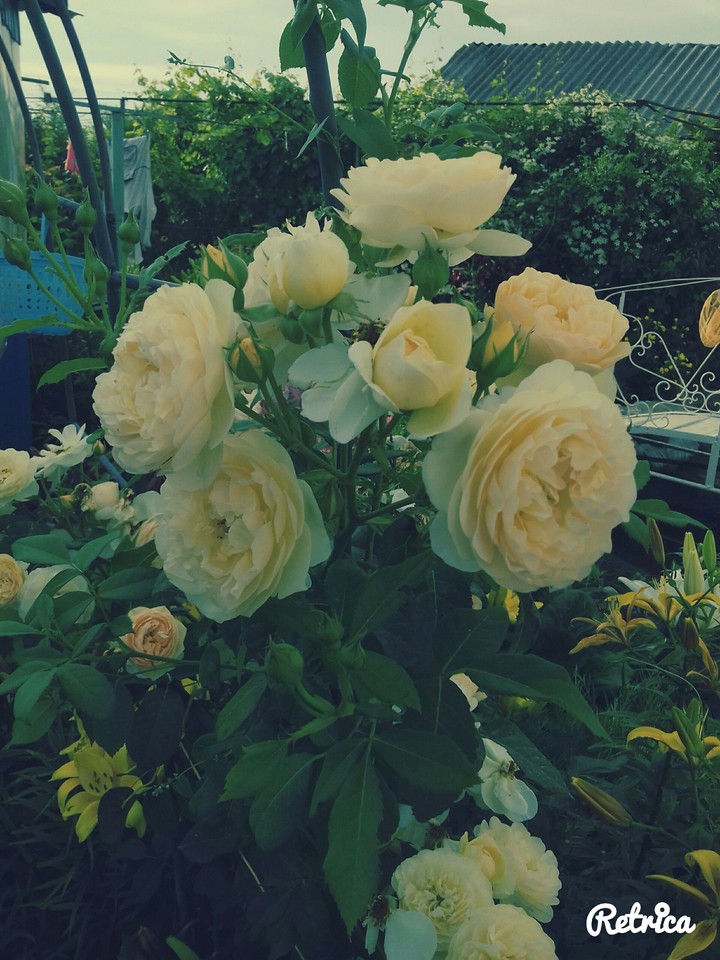 Love
