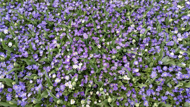 Purple Flowers