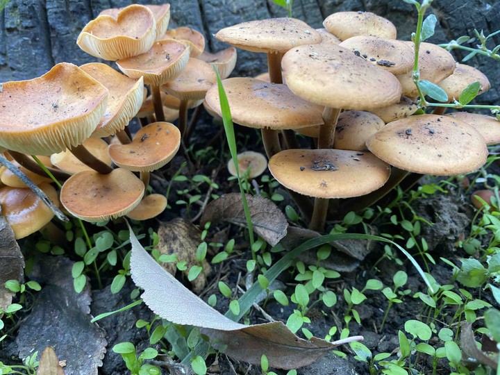 Opyat mushrooms