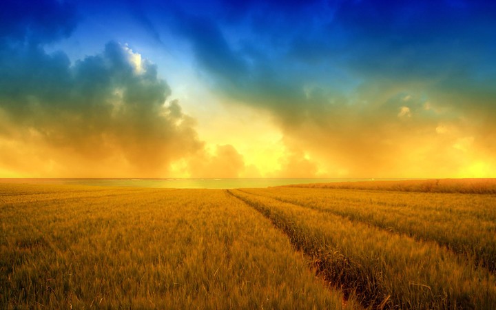 Golden wheat and a beautiful sky